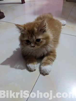 Parsian cats